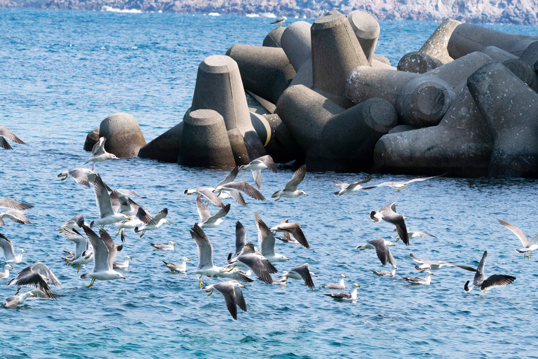 ウミネコの写真3｜海面から一斉に飛び立って鳴いていました。