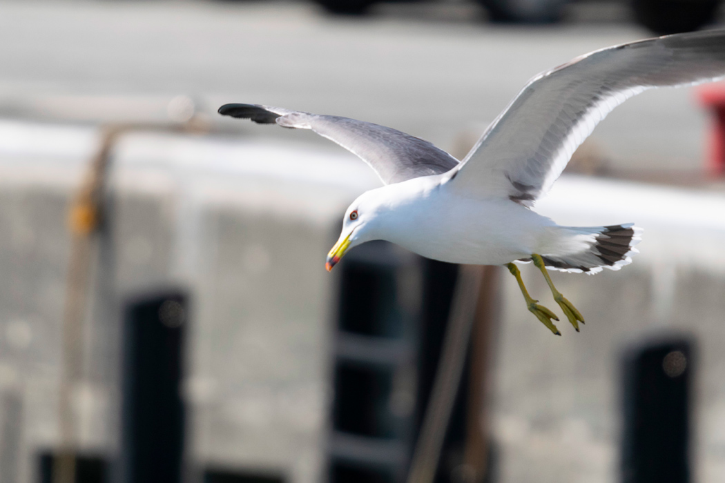 ウミネコの写真5｜嘴の先が赤いのが特徴です。