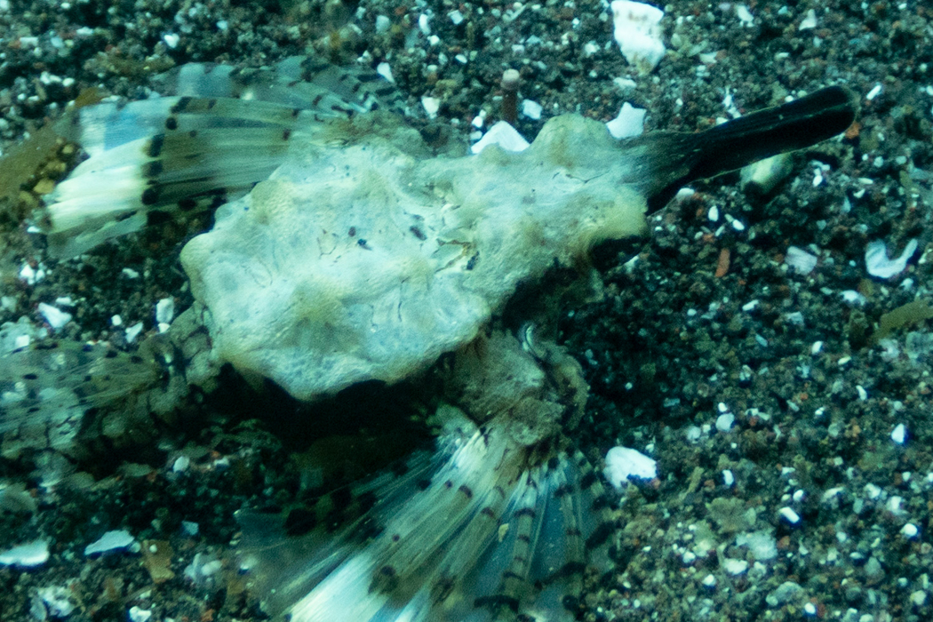 写真｜「ウミテング」