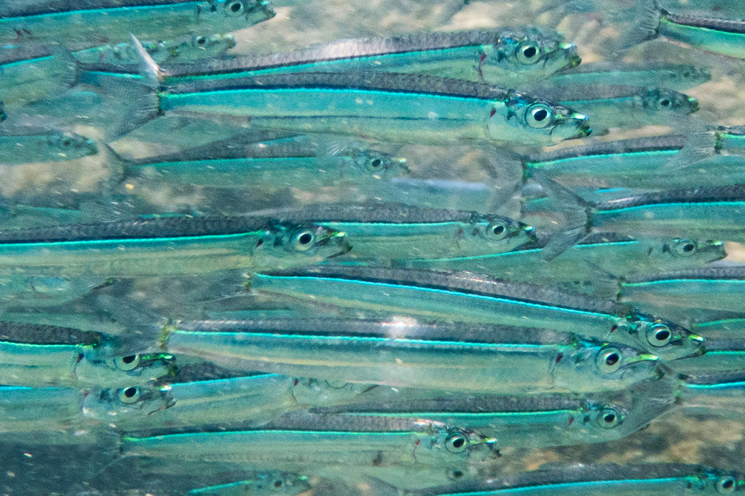 ウルメイワシの写真1｜大きな眼と青い背面です。