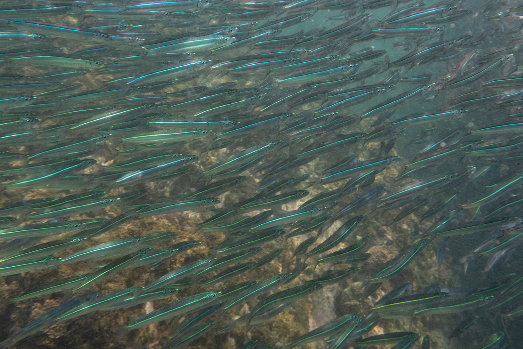 ウルメイワシの写真3｜光を受けて一筋に光っています。