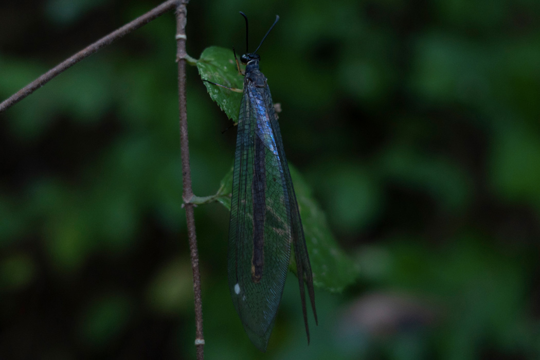 Picture of ---4｜It is perched on a leaf.