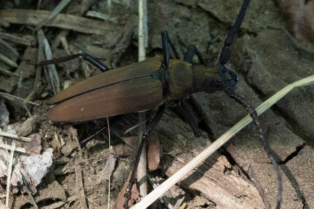 ウスバカミキリの写真2｜翅の先端は少し開いています。