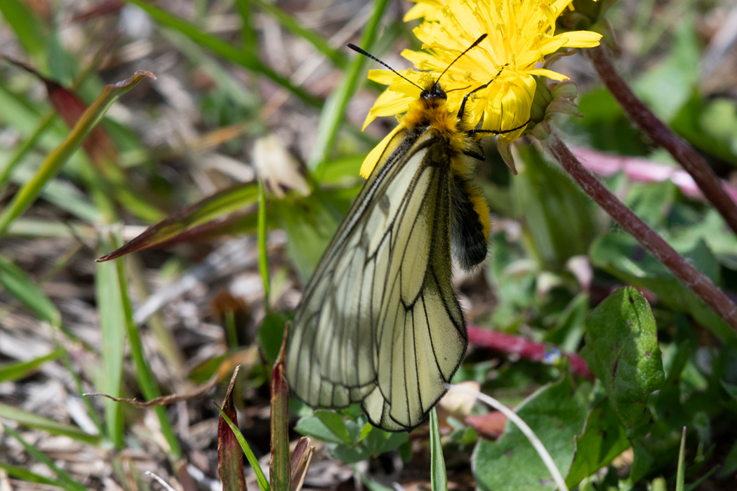 ウスバシロチョウの写真3｜花で吸蜜しています。
