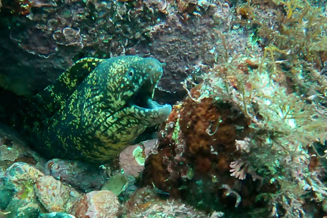 ウツボの写真3｜穴から顔を出しています。