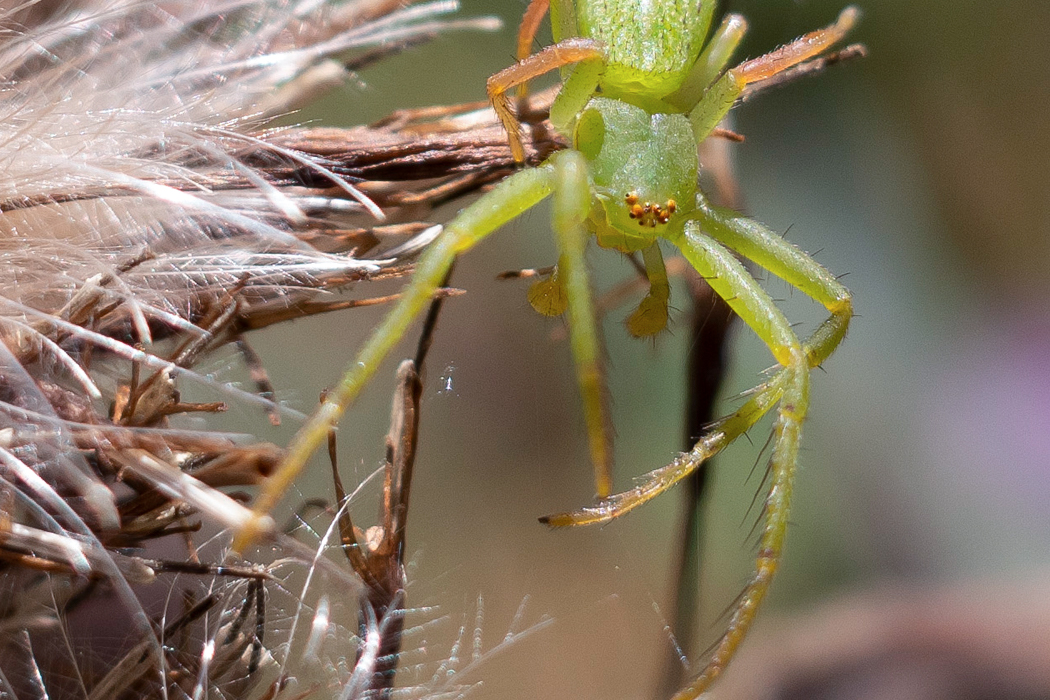 写真｜「ワカバグモ」
