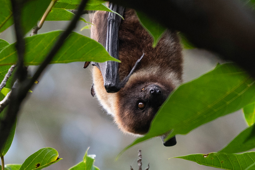 ヤエヤマオオコウモリの写真2｜目は全体的に褐色です。