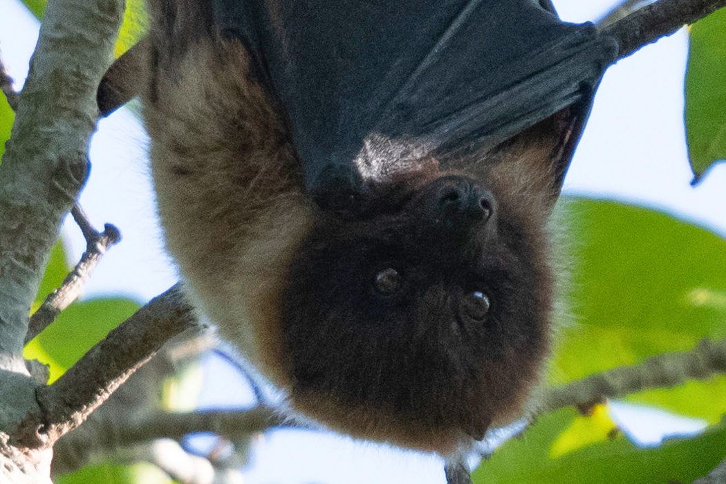 ヤエヤマオオコウモリの写真3｜首の周りの羽毛が淡い色です。
