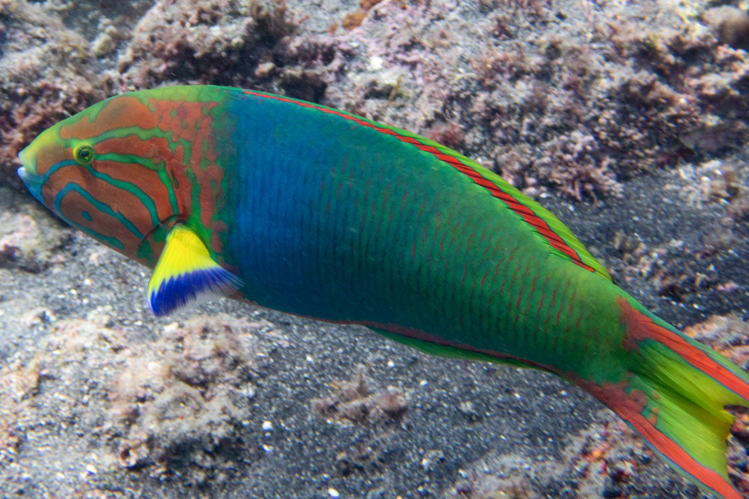 写真｜「ヤマブキベラ」