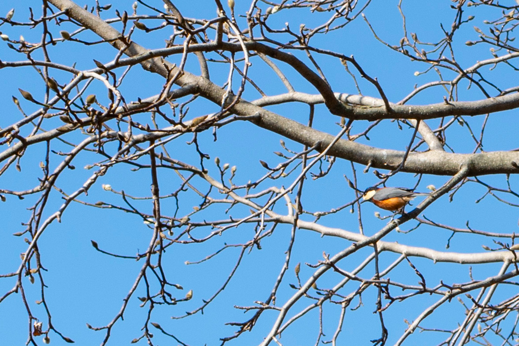 ヤマガラの写真2｜近くの木にとまっていました。