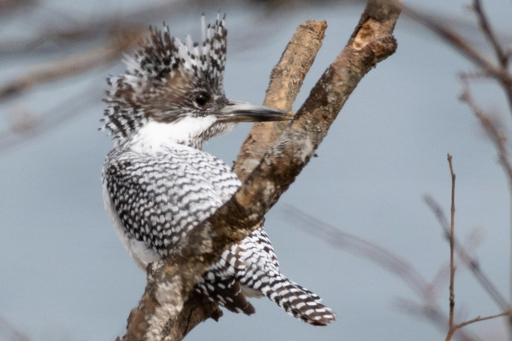 ヤマセミの写真1｜冠羽が逆立っています。