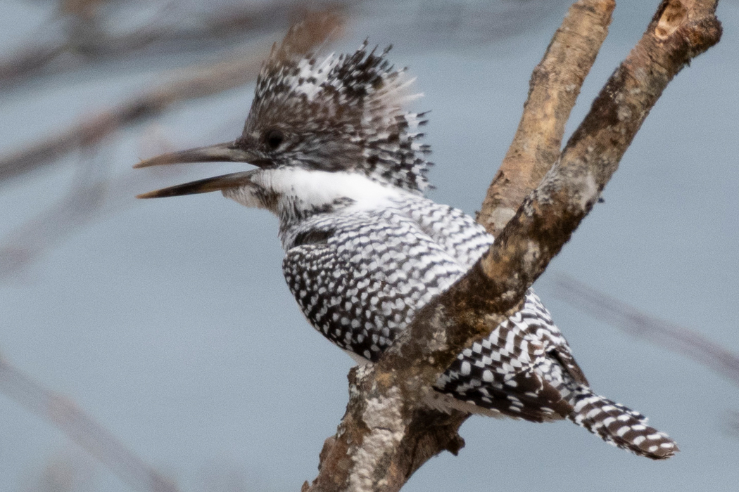 ヤマセミの写真2｜白と黒の斑模様です。