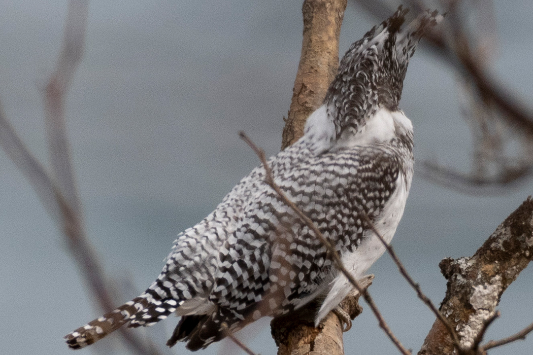ヤマセミの写真3｜海岸の枝にとまっていました。