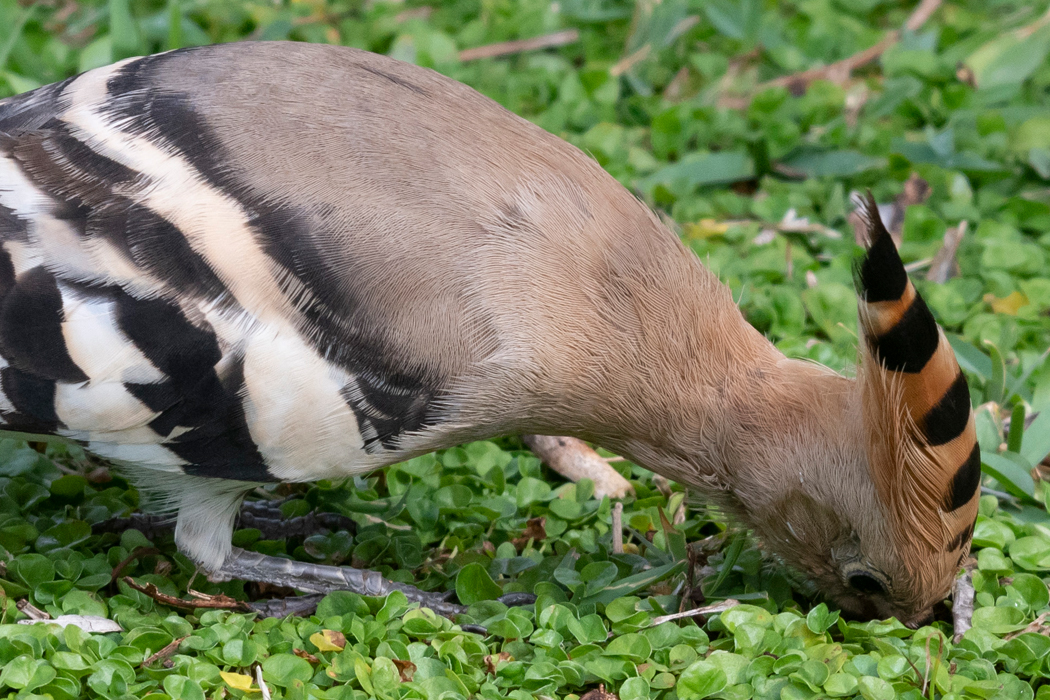 ヤツガシラの写真2｜嘴の根元まで地面に差し込んでいます。