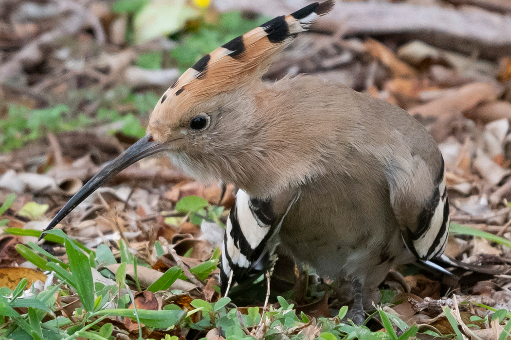 ヤツガシラの写真5｜全体的に明るい褐色です。