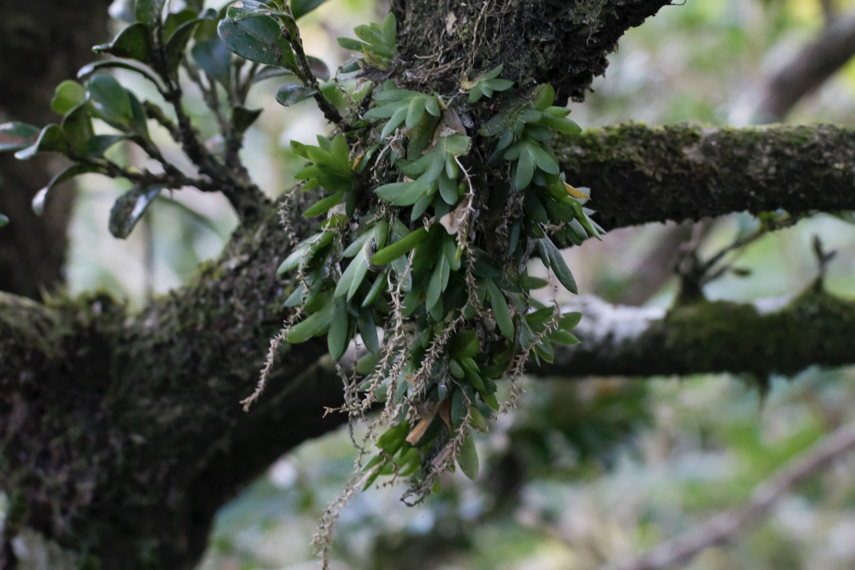 ヨウラクランの写真2｜花は少し枯れてしまっています。