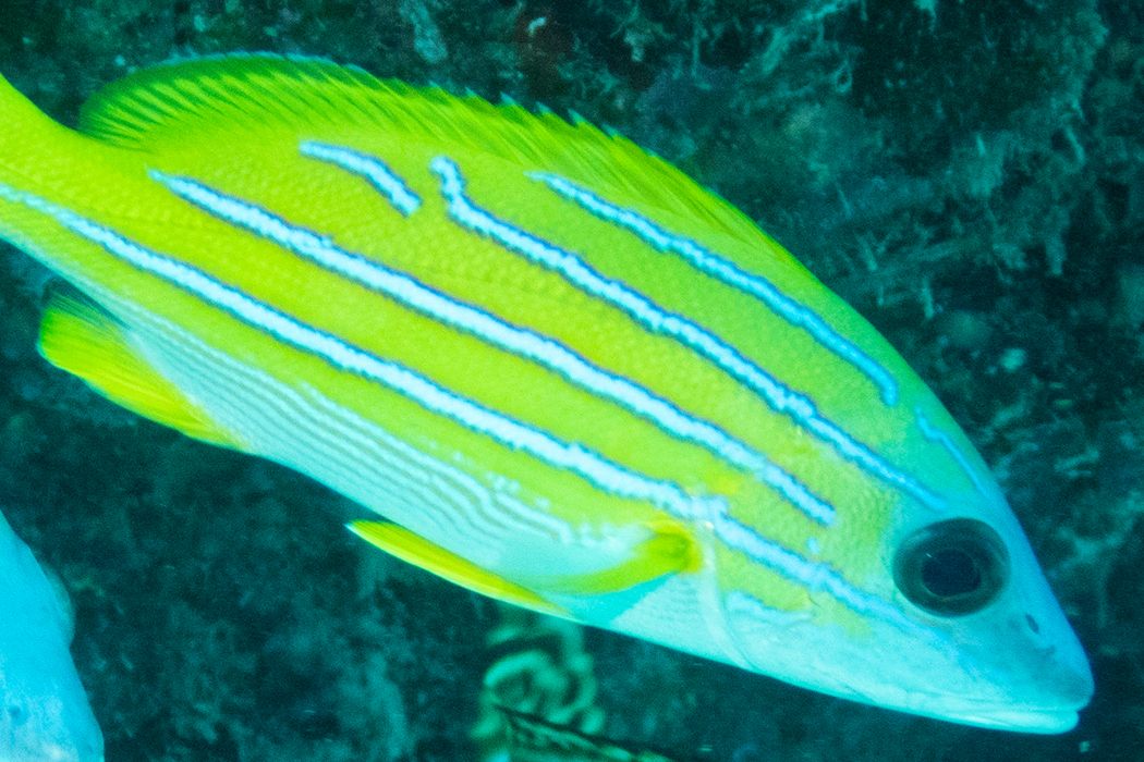 写真｜「ヨスジフエダイ」