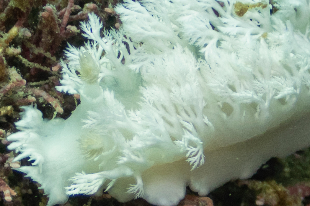 ユビノウハナガサウミウシの写真3｜結構な密度で生えています。