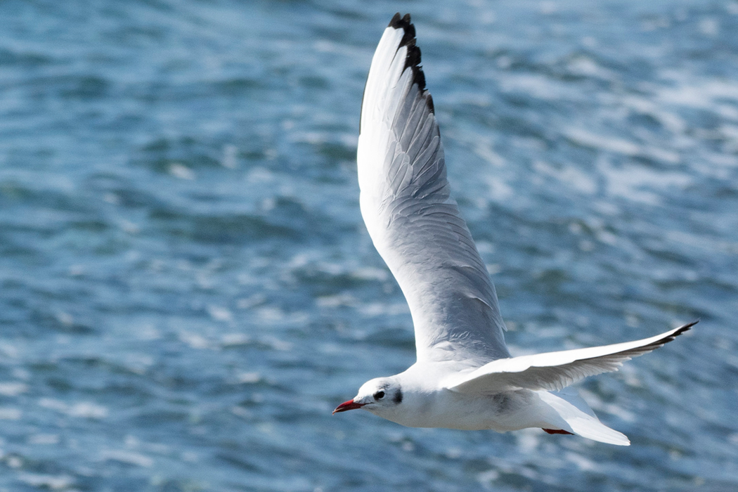 ユリカモメの写真1｜風切羽の先が黒いです。