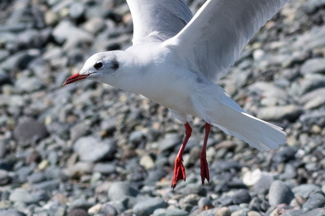 ユリカモメの写真2｜足と嘴は赤です。