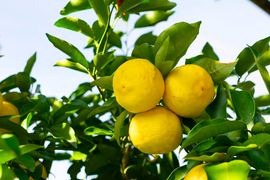 写真｜「ユズ」