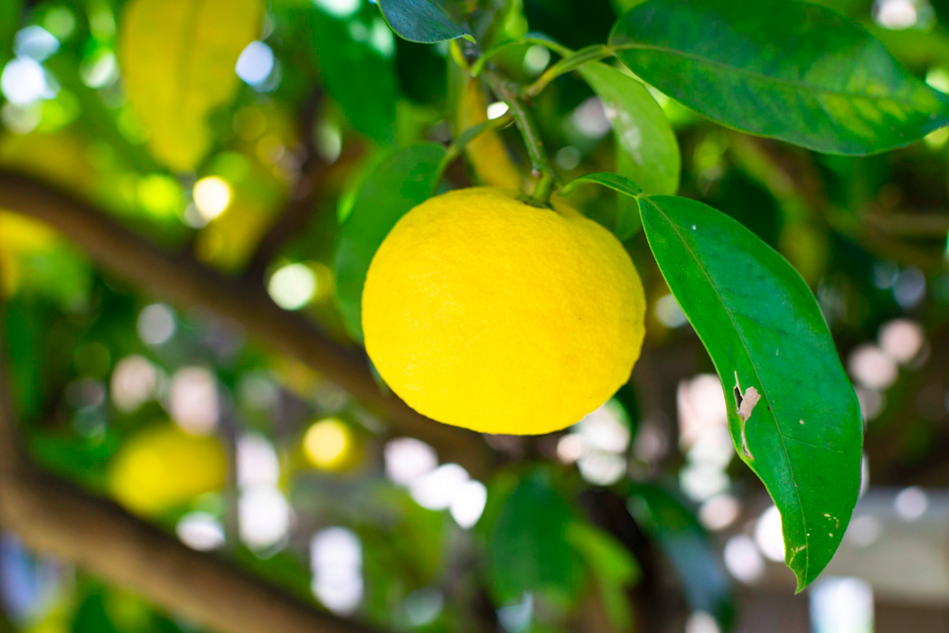 写真｜「ユズ」