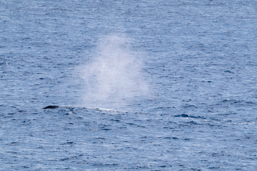 写真｜「ザトウクジラ」
