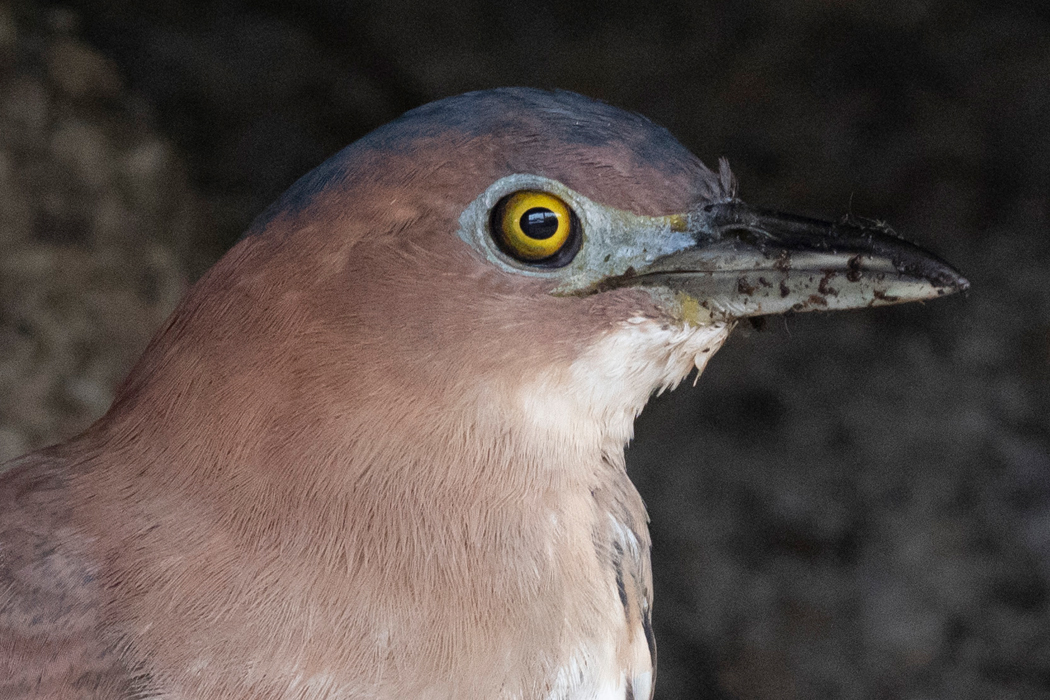 写真｜「ズグロミゾゴイ」