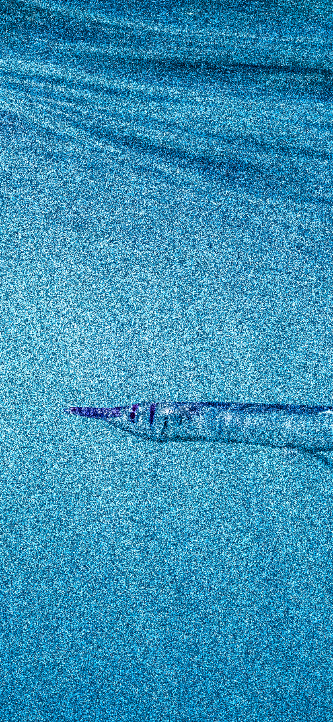 Needlefish 1170x2532