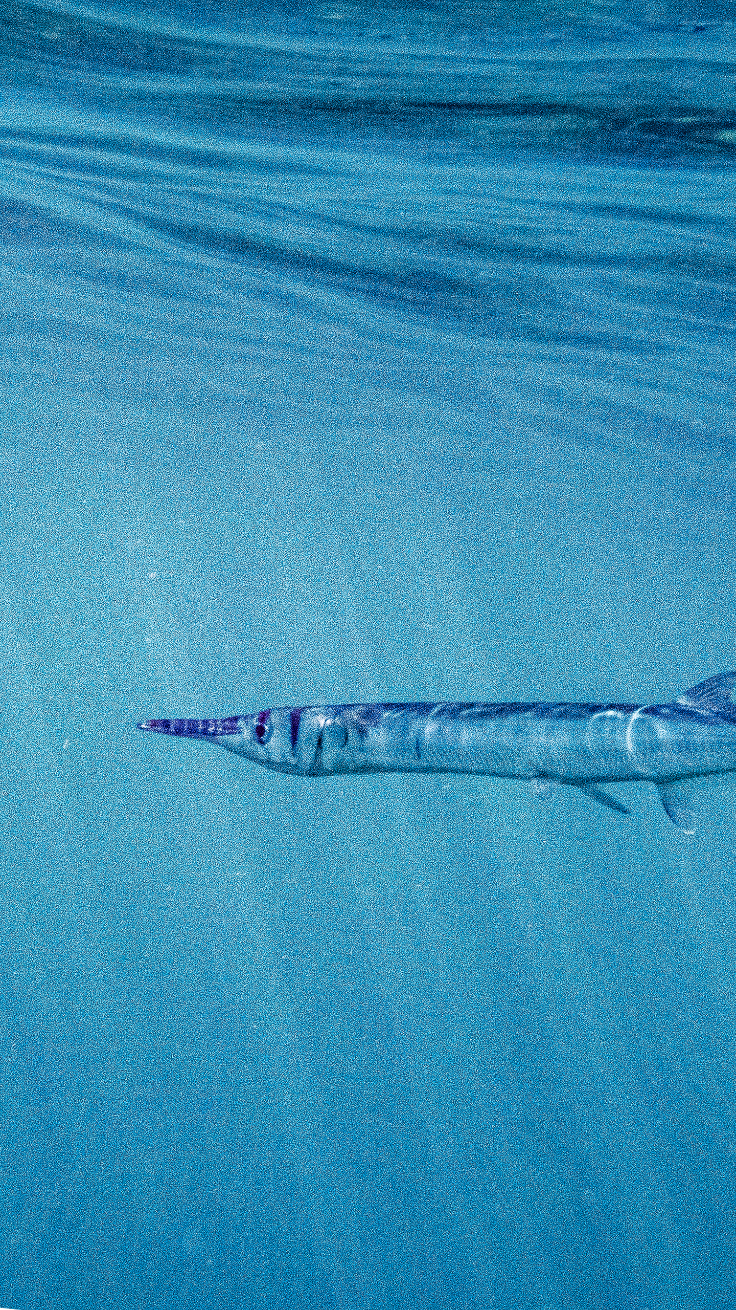 Needlefish 1440x2560