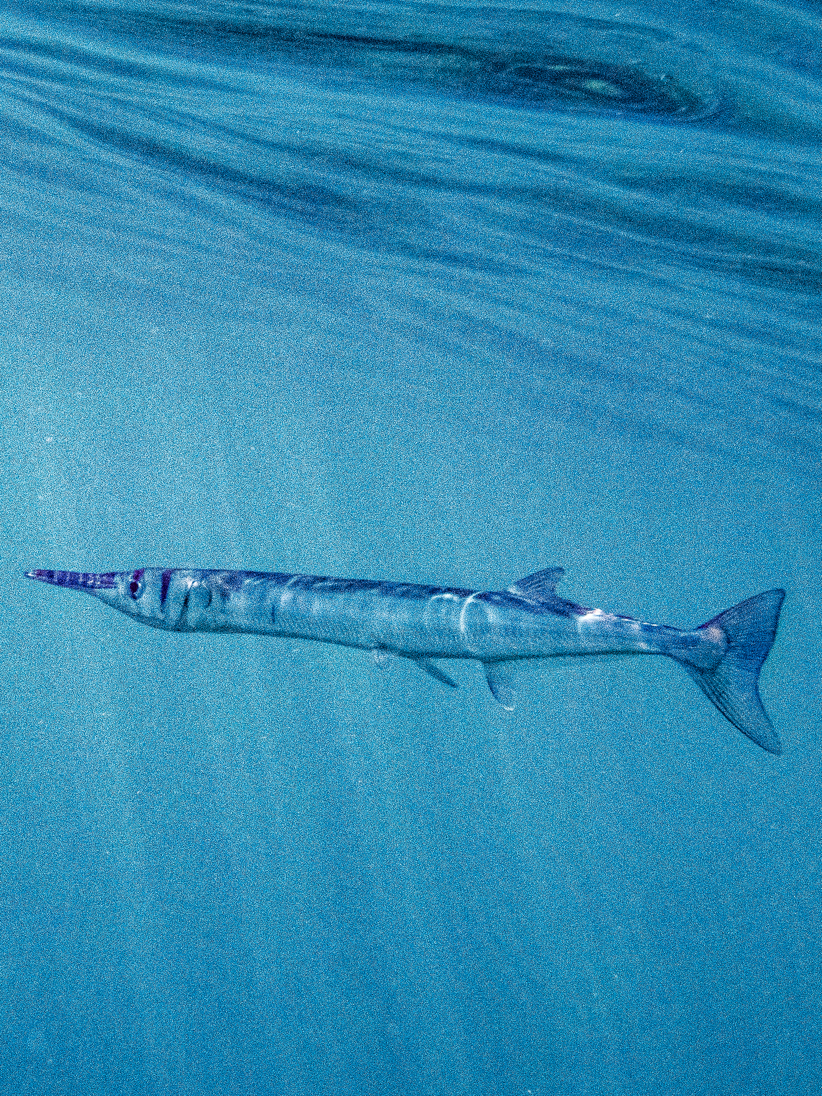 Needlefish 1620x2160