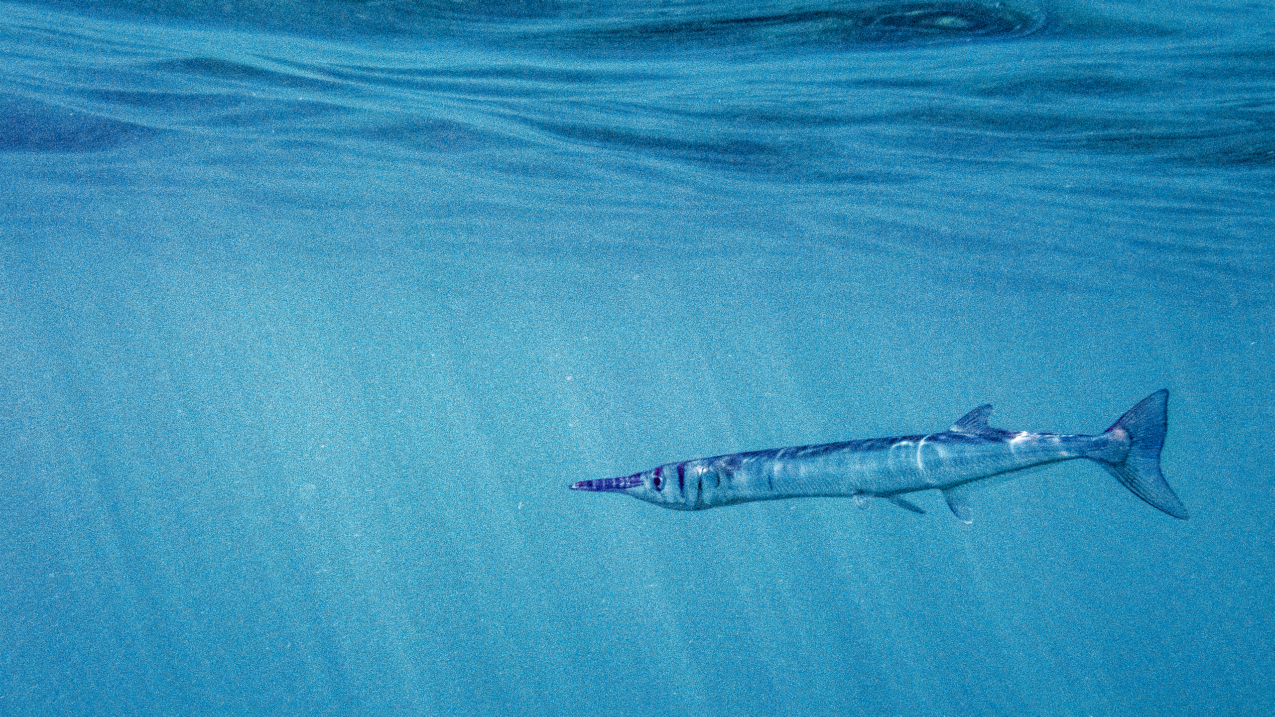 Needlefish 2560x1440