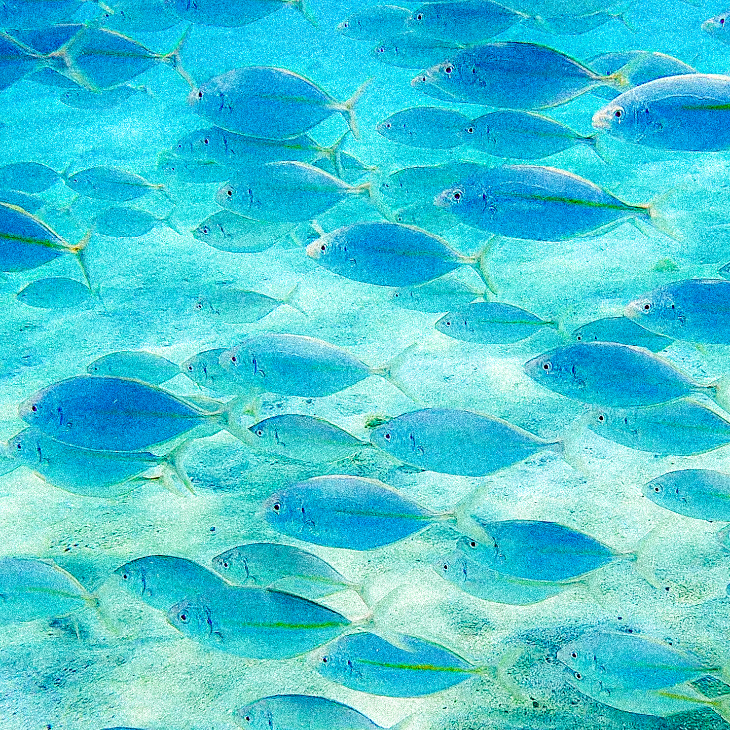 Striped jack 1440x1440