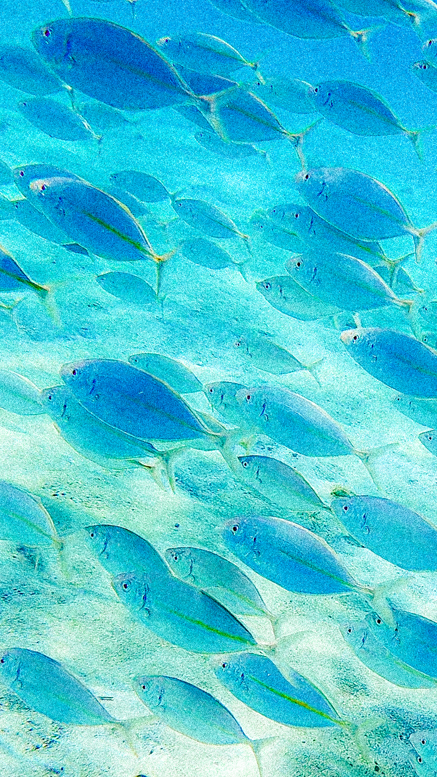 Striped jack 1440x2560