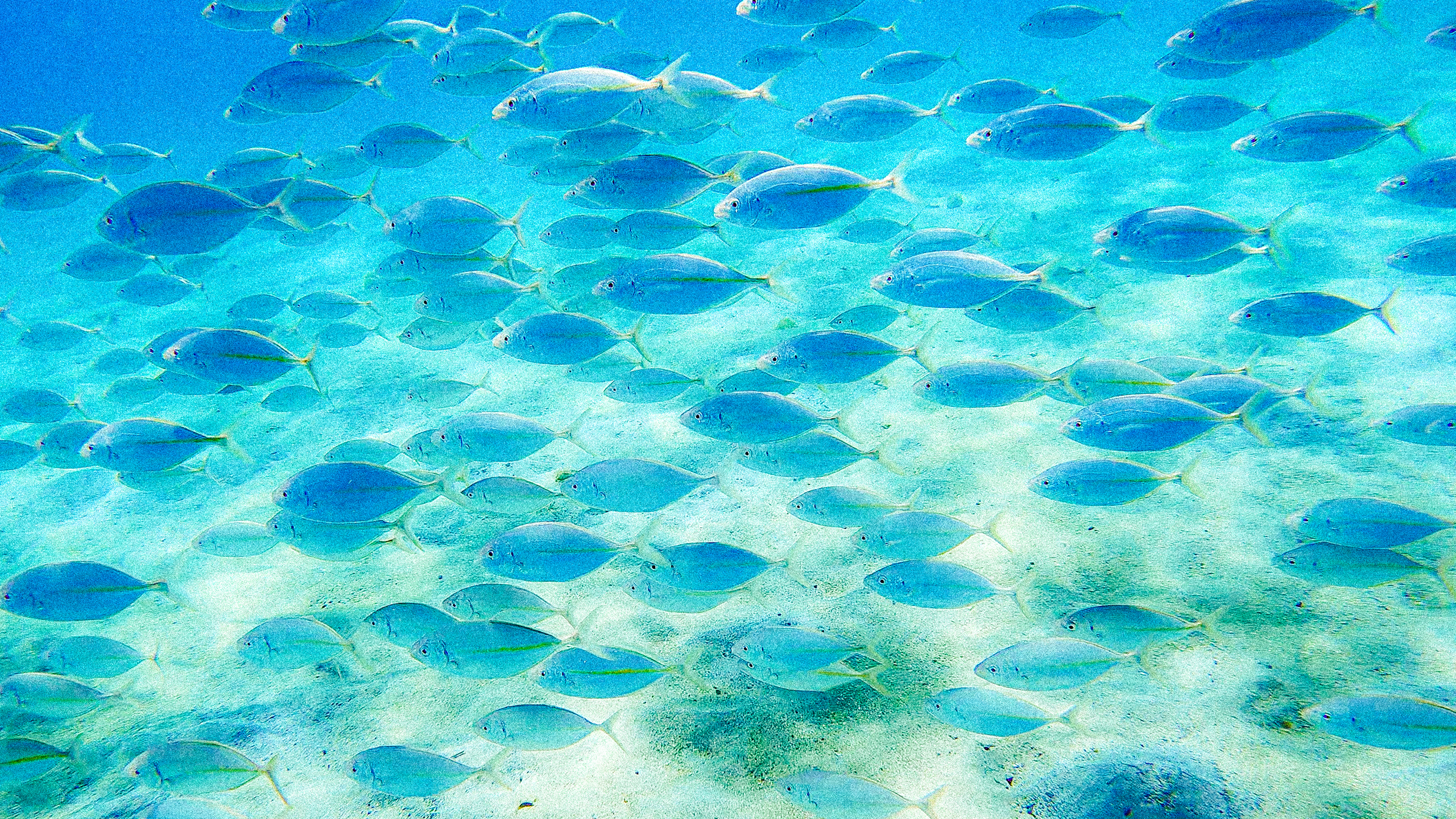 Striped jack 2560x1440