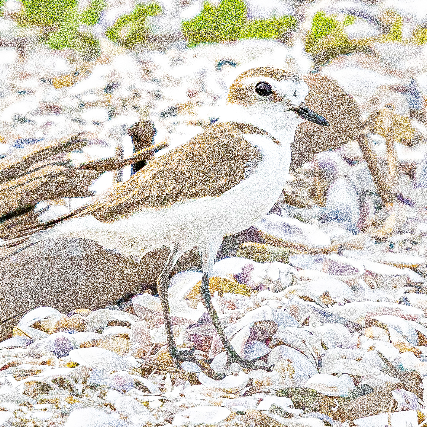 Charadrius alexandrinus 1440x1440