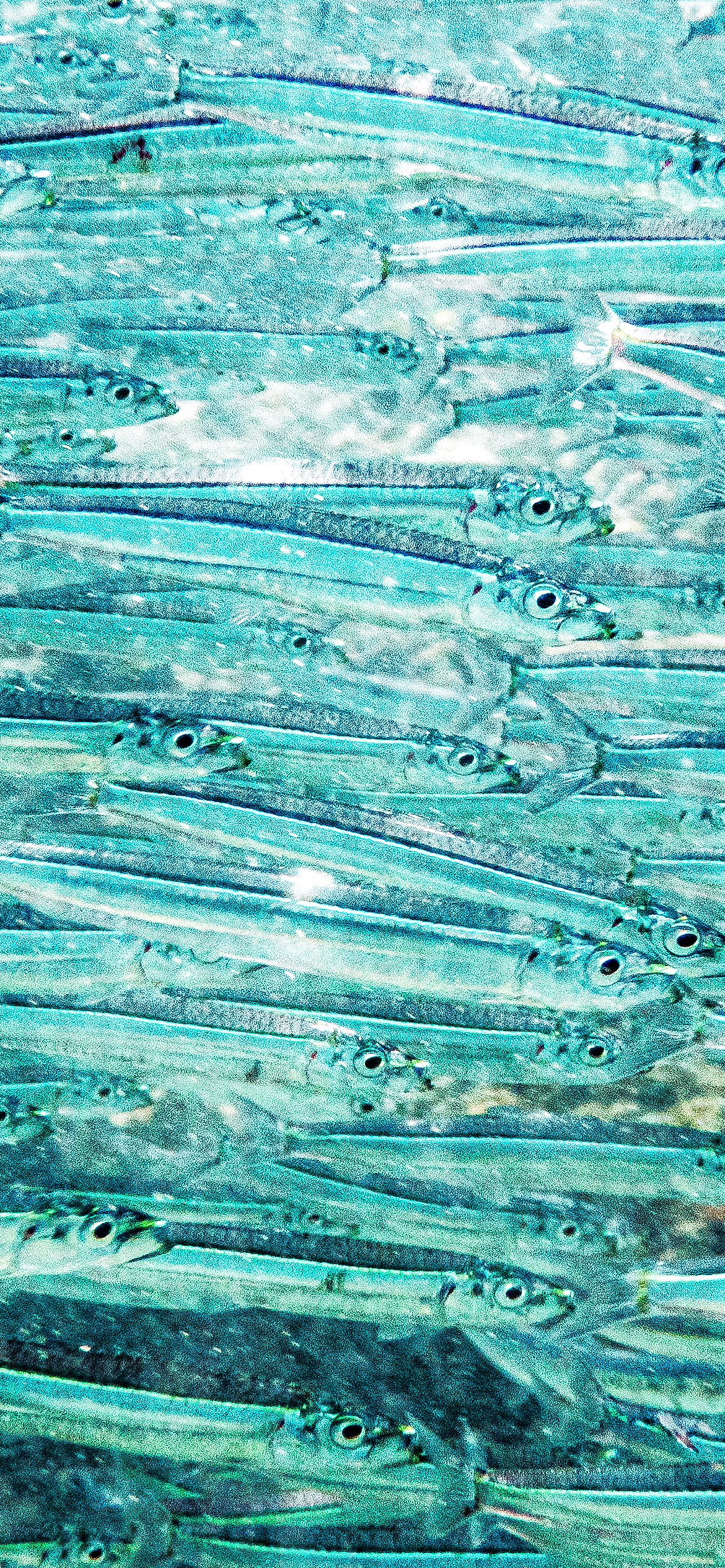 Etrumeus teres 1170x2532