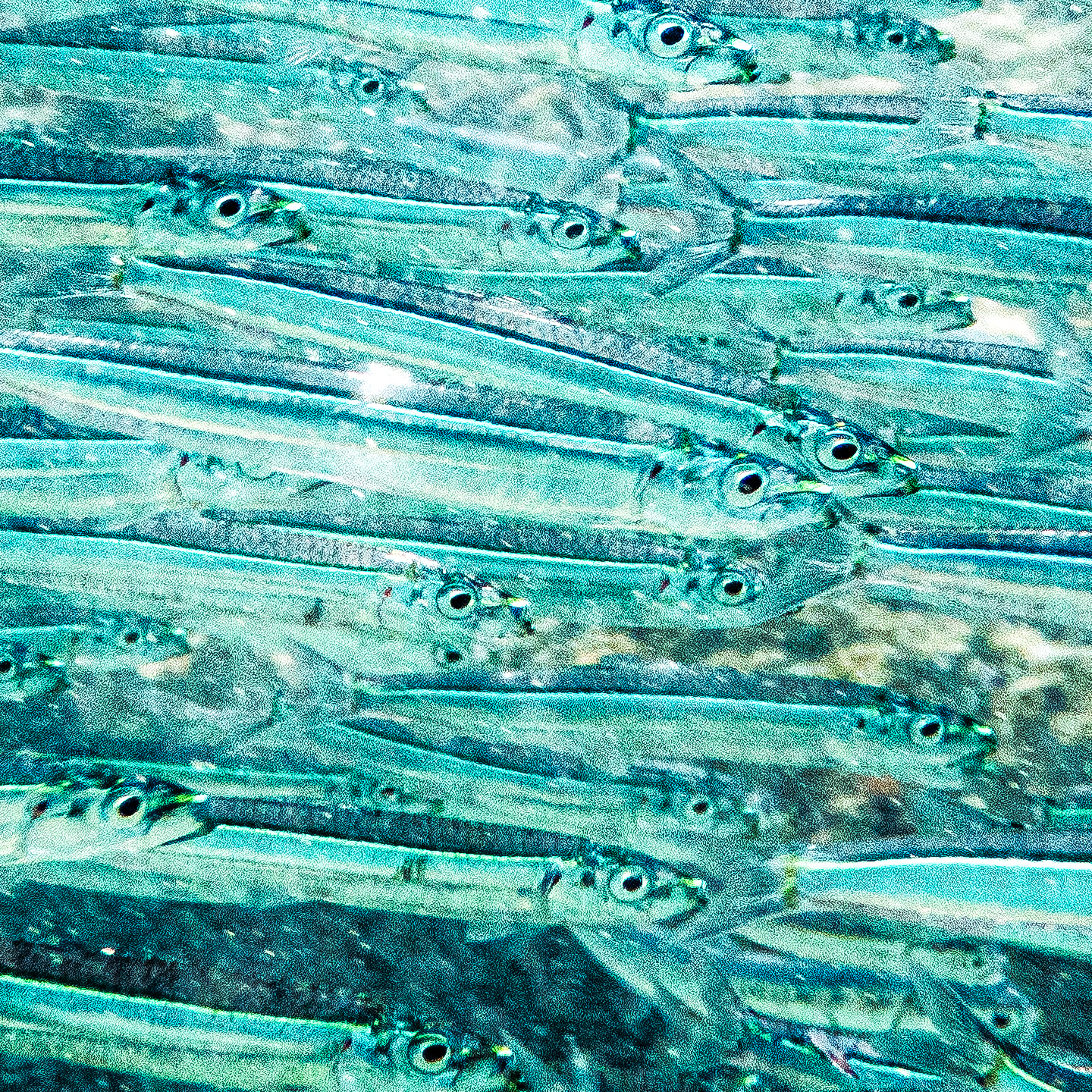 Etrumeus teres 1440x1440