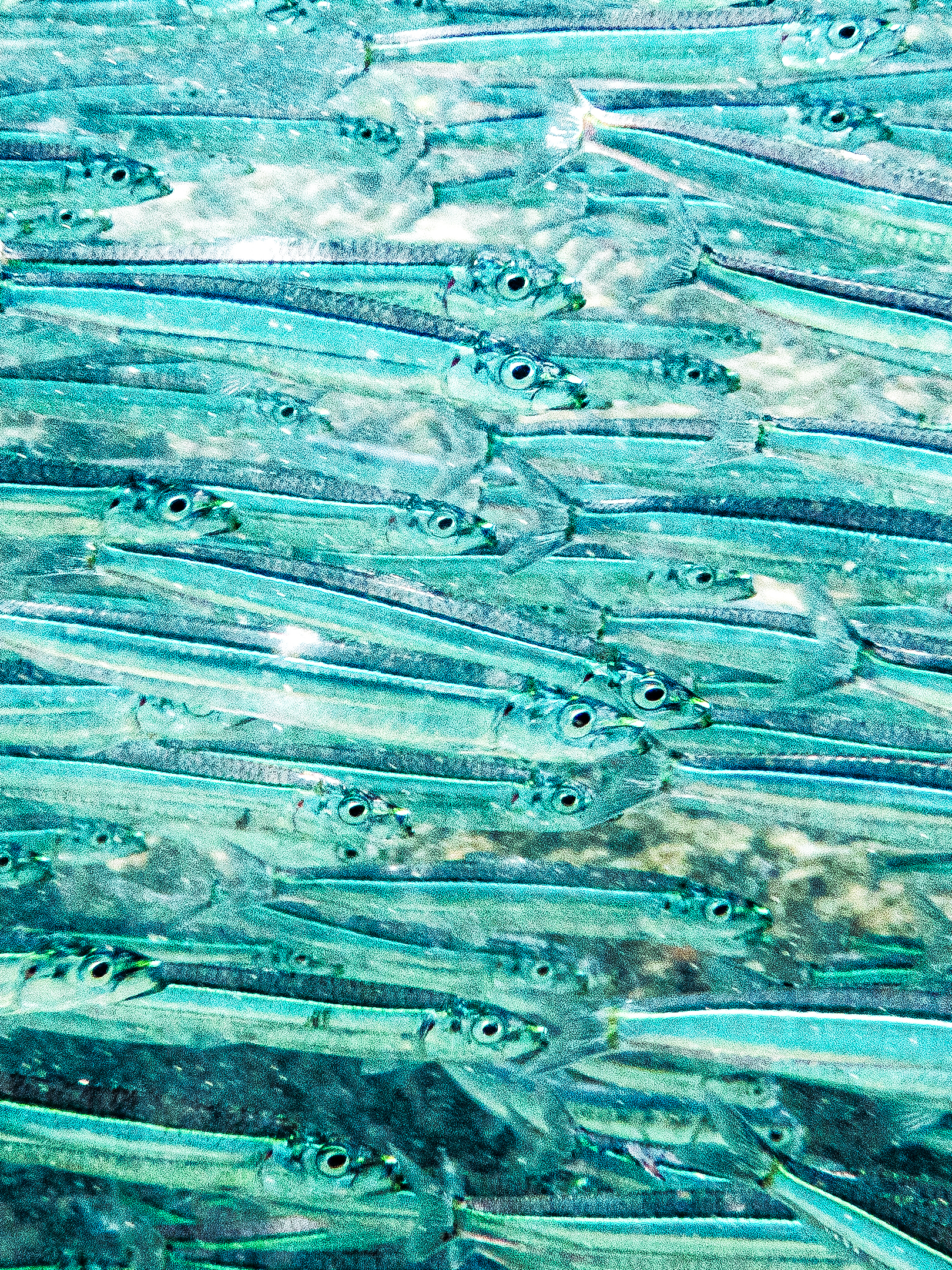 Etrumeus teres 1620x2160