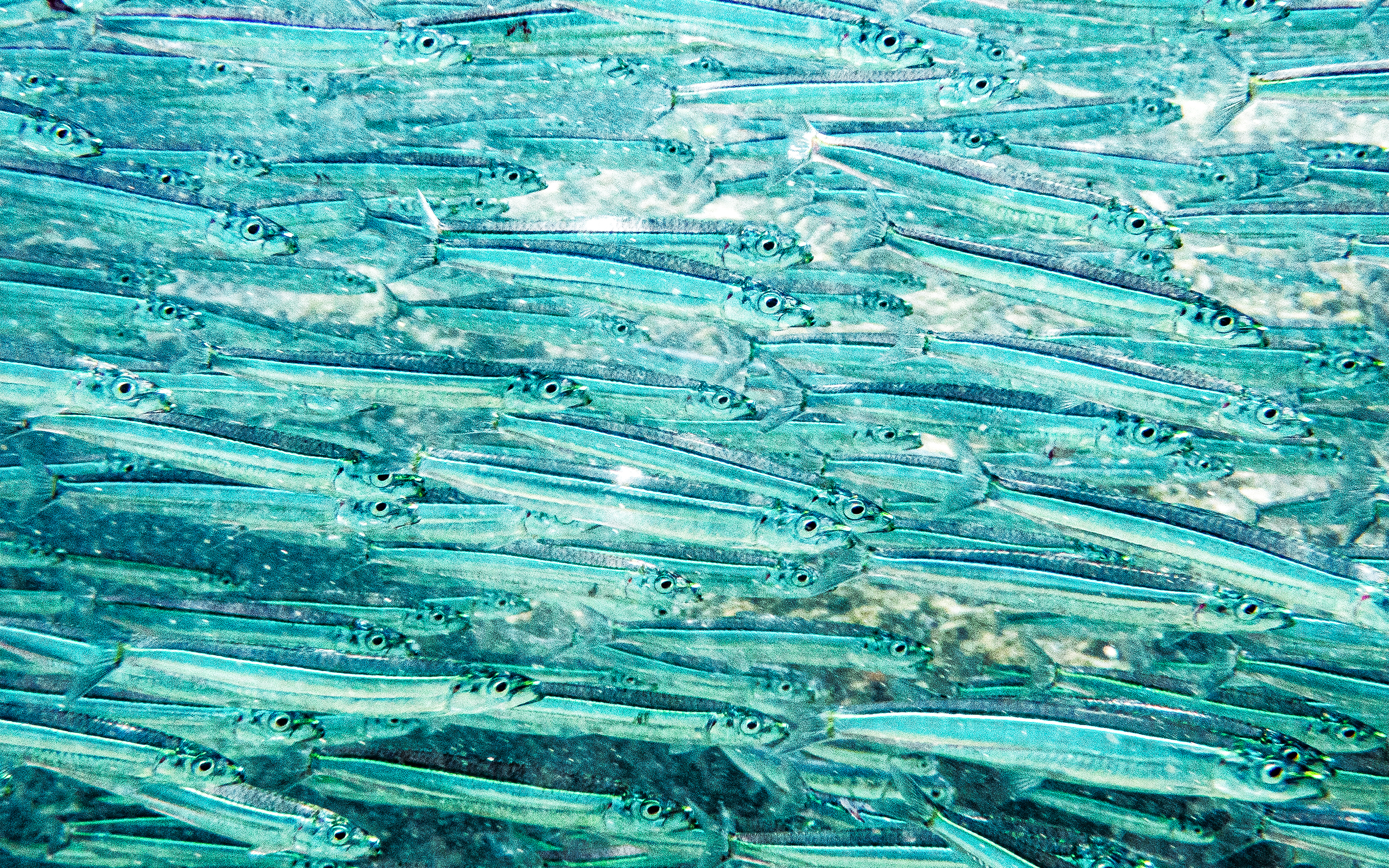 Etrumeus teres 2560x1600