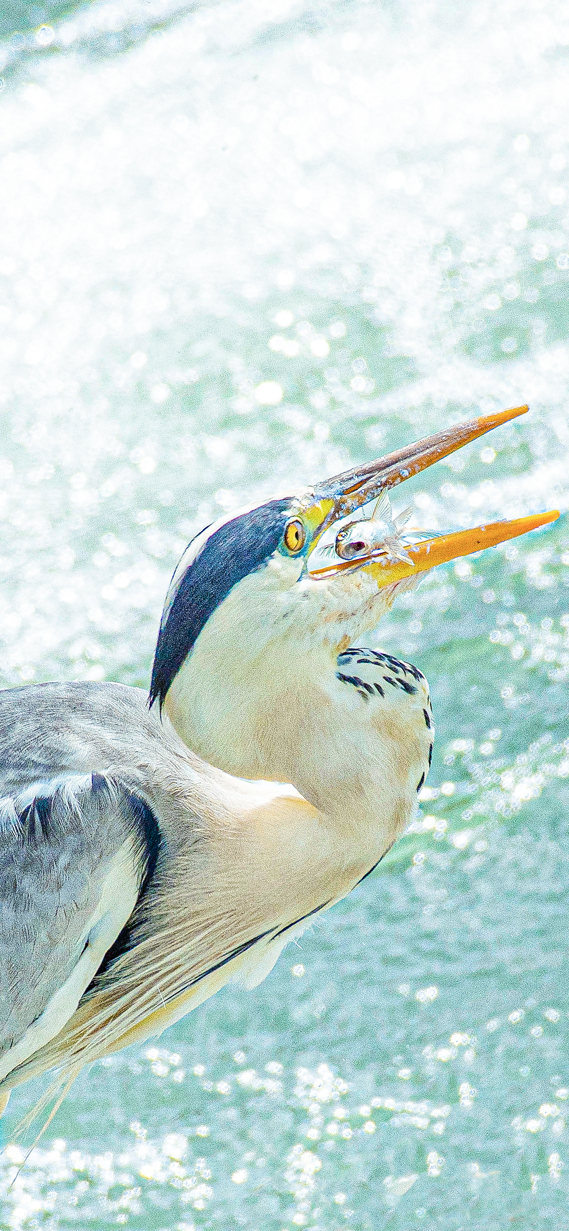 Ardea cinerea 1170x2532