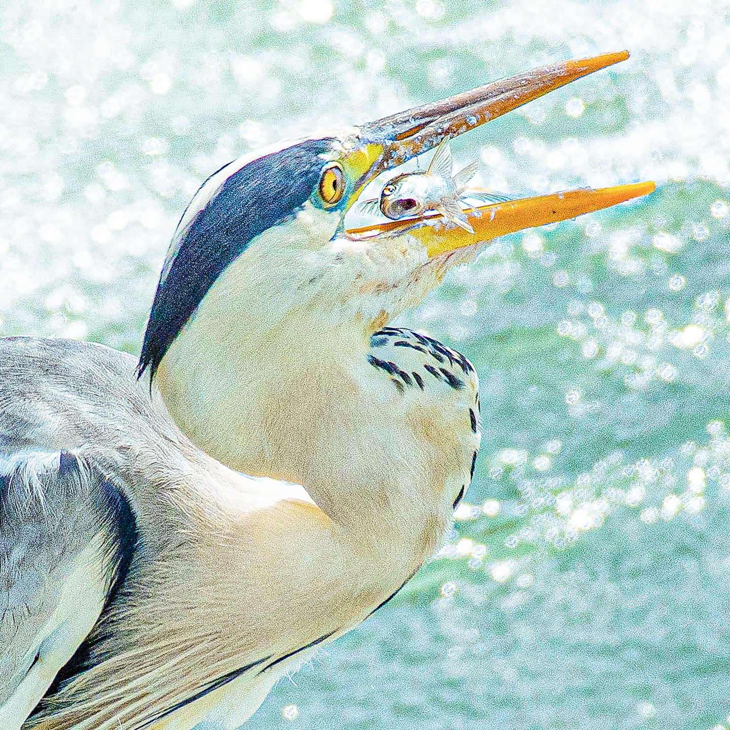 Ardea cinerea 1440x1440