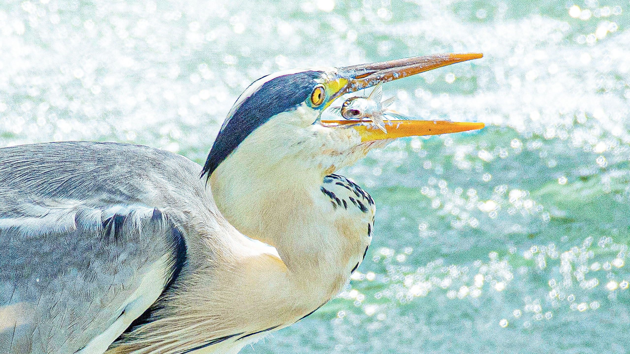 Ardea cinerea 2560x1440