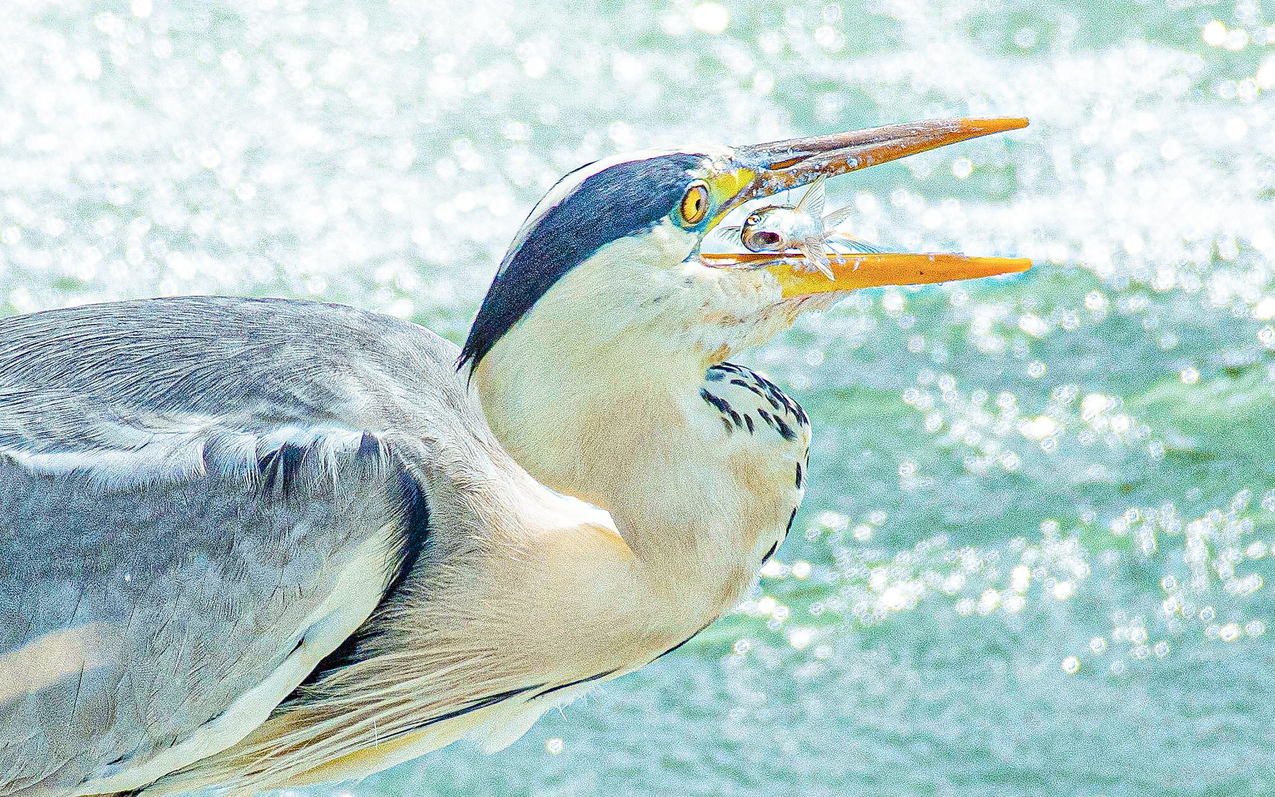 Ardea cinerea 2560x1600