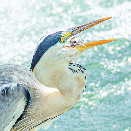 Ardea cinereaのページ