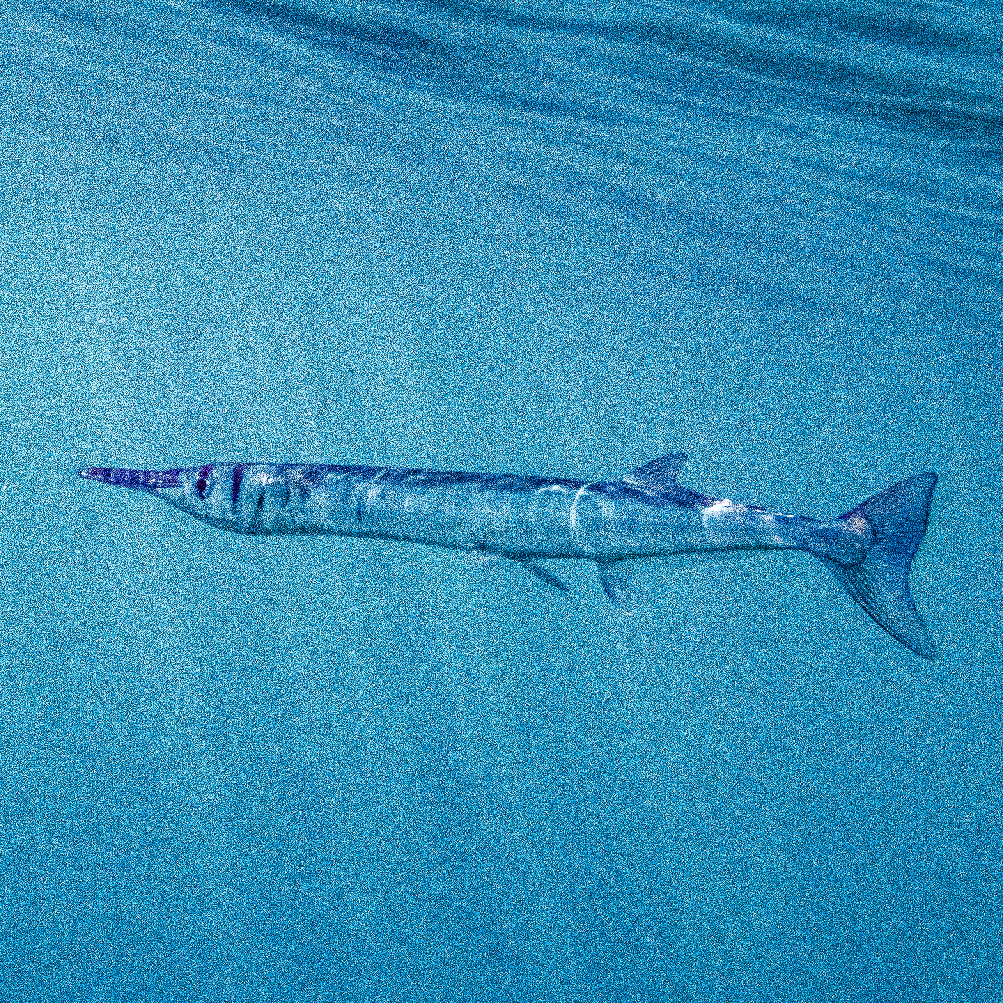 Needlefish 1440x1440