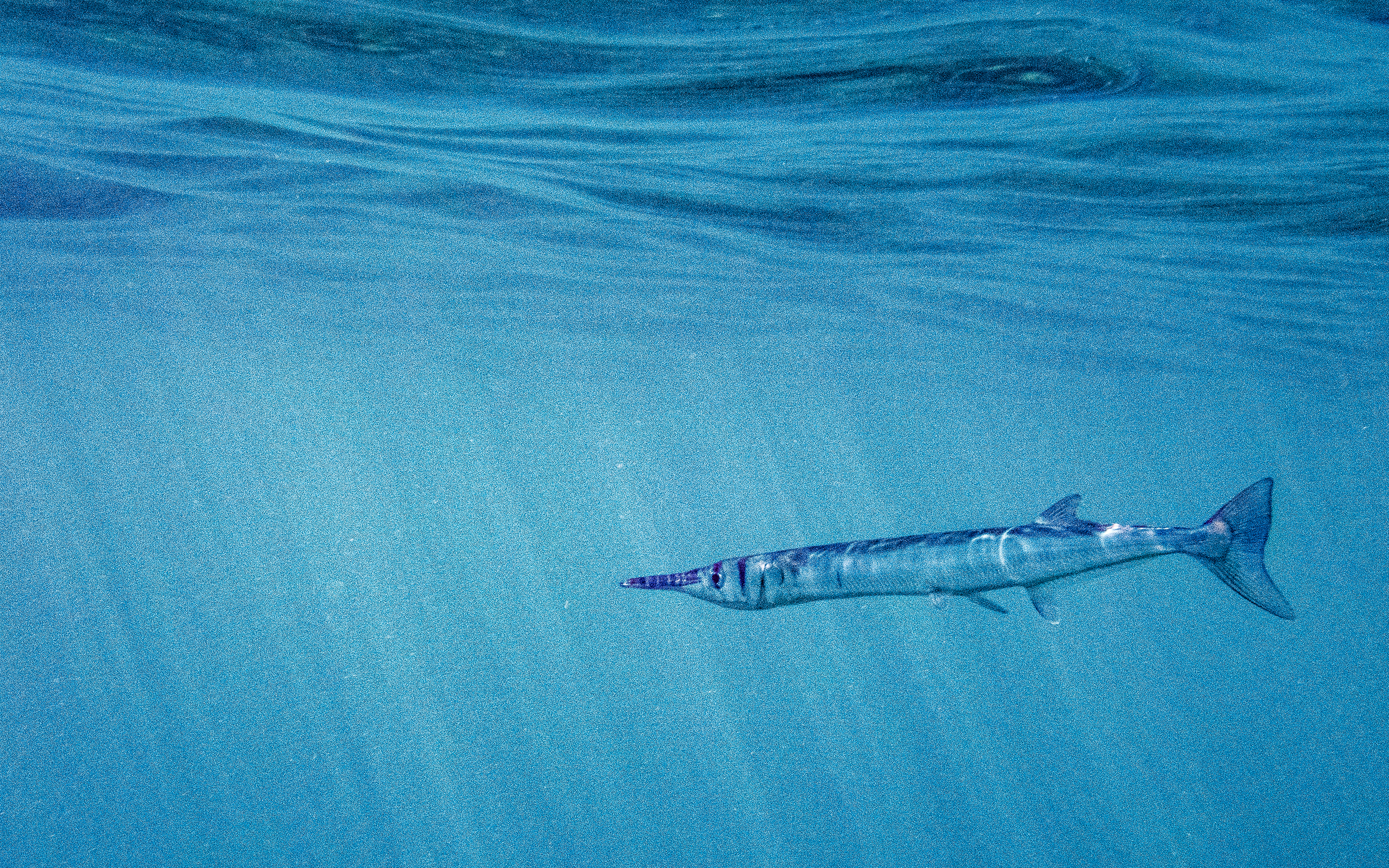 Needlefish 2560x1600