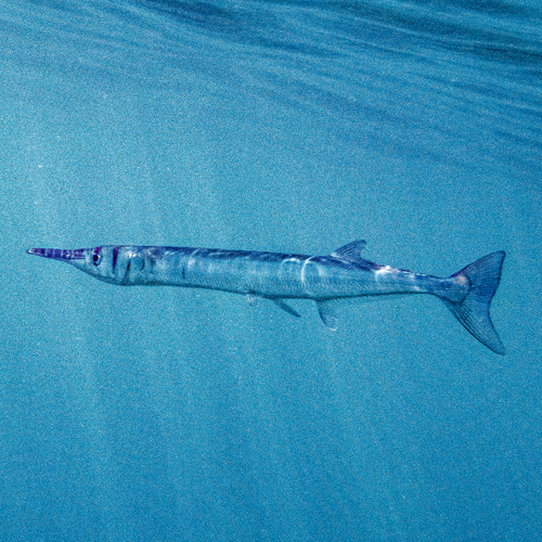 Needlefishのページ