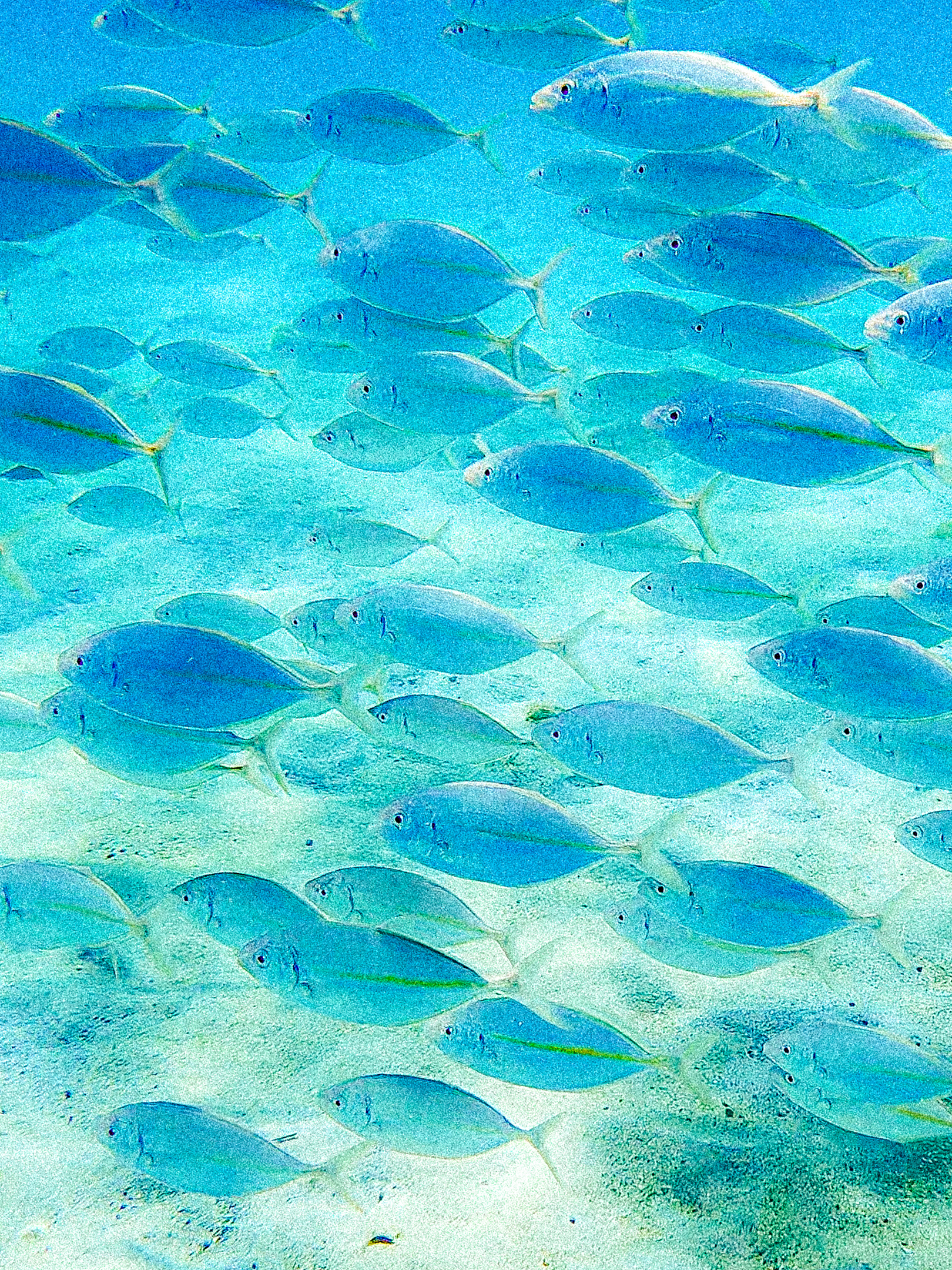 Striped jack 1620x2160