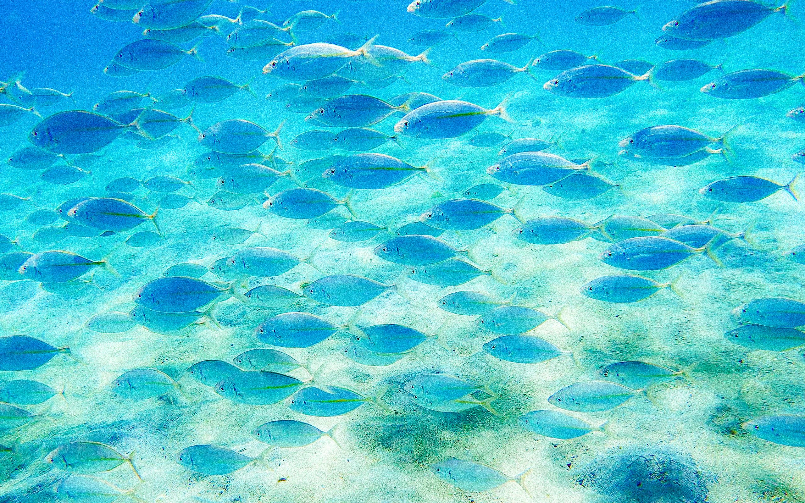 Striped jack 2560x1600